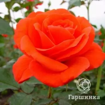 Роза Канегем флорибунда, Питомник Розы Фокино