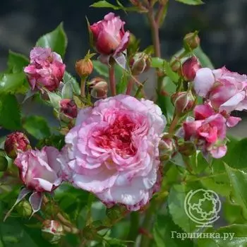 Роза Бидди флорибунда, Imperial Rose