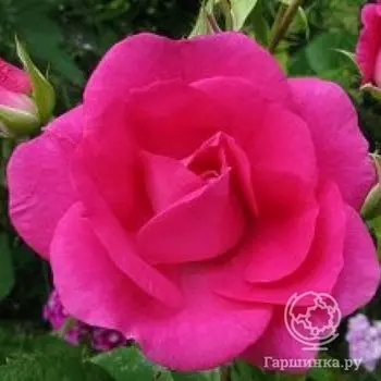 Роза Капитан Самуэль Холланд канадская парковая