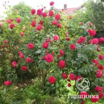 Роза Капитан Самуэль Холланд, Питомник Розы Фокино