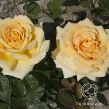 Роза Лион чайно-гибридная, Imperial Rose