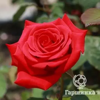 Роза Кардинал чайно-гибридная, Imperial Rose
