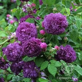 Роза Кардинал де Ришелье, Гийо