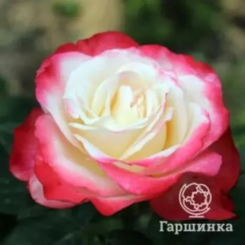 Роза Карманьол