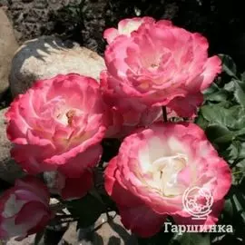 Роза Карманьол, Дельбар