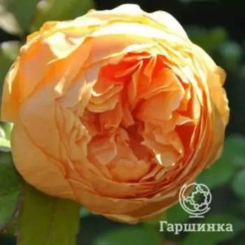 Роза Кэролин Найт, Питомник Розы Фокино