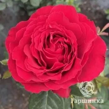 Роза Кэррис чайно-гибридная, Воронежский питомник роз