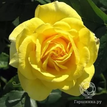 Роза Карт д'Ор флорибунда, Imperial Rose