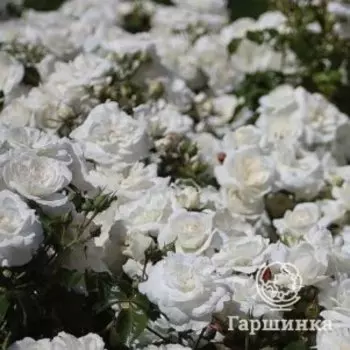 Роза Кастельрутер Шпатцен почвопокровная, Питомник роз Королева Роза