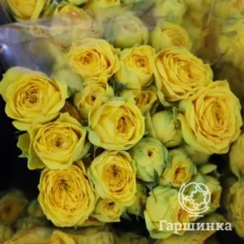 Роза Каталина