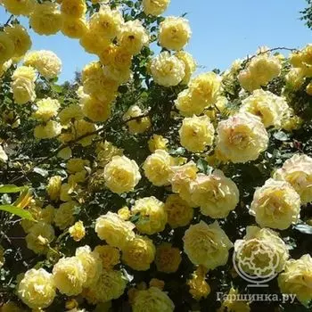 Роза Казино плетистая, Imperial Rose