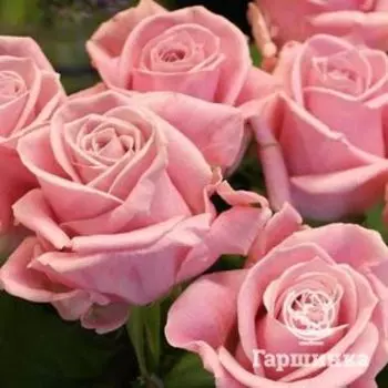 Роза Кеано, Топалович