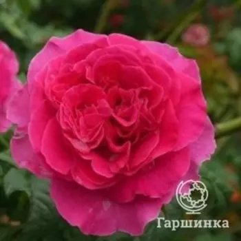 Роза Кейт, Воронежский питомник роз