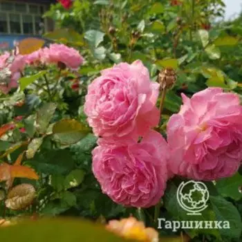 Роза Кельнер Флора шраб, Питомник роз