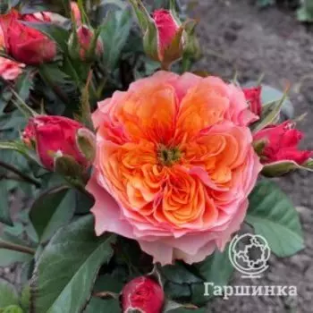 Роза Кенсингтон Гарденс