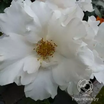 Роза Кероз, Харкнесс