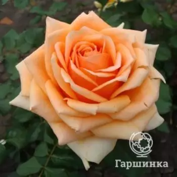 Роза Кингс Прайд