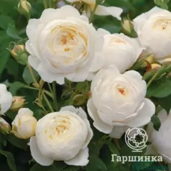 Роза Клэр Остин, Питомник роз Королева Роза