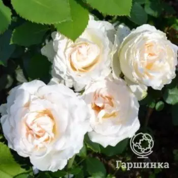 Роза Клэр Оушен чайно-гибридная, Питомник роз