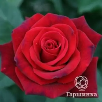 Роза Кларет чайно-гибридная, Питомник роз