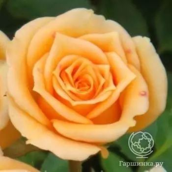 Роза Клара миниатюрная, Imperial Rose