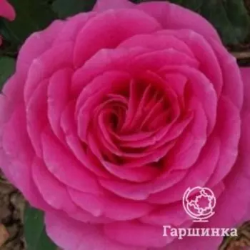 Роза Клер Маршал флорибунда