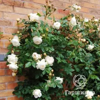 Роза Клер Остин кустарниковая, Питомник роз