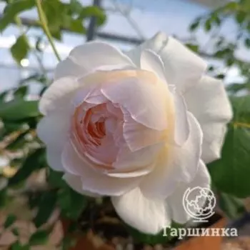 Роза Клер Остин