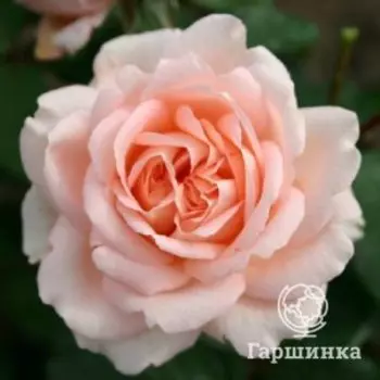 Роза Клер Ренессанс шраб