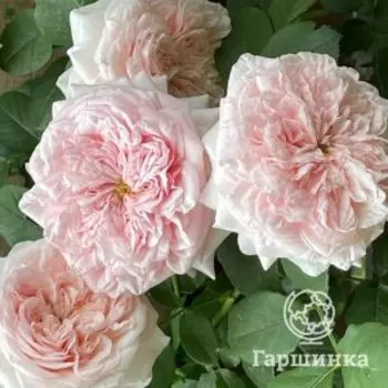 Роза Клер Роуз