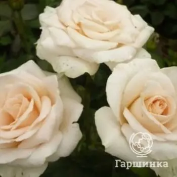 Роза Клир Океан, Питомник Розы Фокино