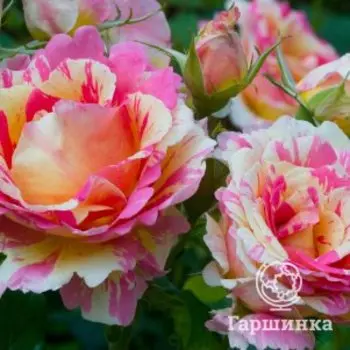 Роза Клод Моне чайно-гибридная, Питомник роз