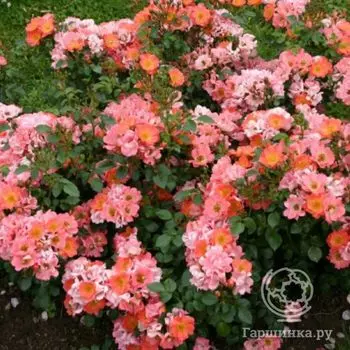 Роза Коко, Кордес