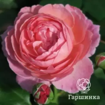 Роза Кёльнер Флора шраб, Питомник Розы Фокино