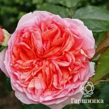 Роза Колет флорибунда, Imperial Rose