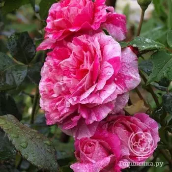 Роза Колибри Фарбфестивал, Мейян