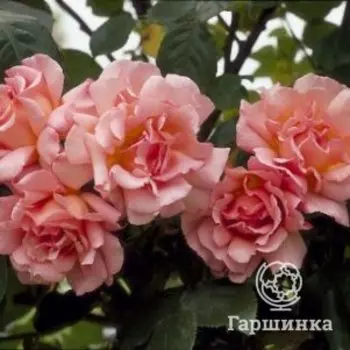 Роза Компассион плетистая, Imperial Rose