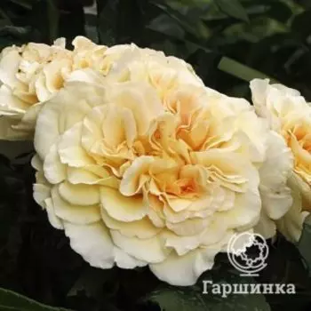 Роза Комтесса чайно-гибридная, Питомник роз
