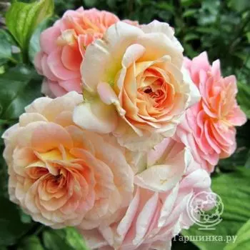 Роза Концерто 94, Мейян