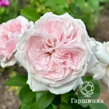 Роза Констанца Моцарт