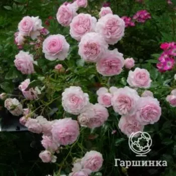 Роза Констанца Моцарт, Кордес