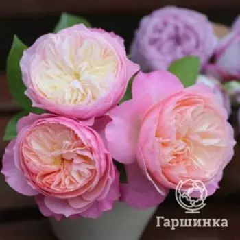 Роза Констанс, Питомник роз Королева Роза