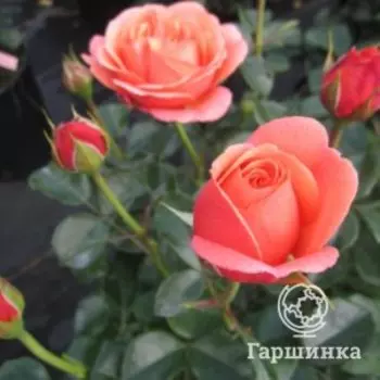 Роза Корал Лионс флорибунда