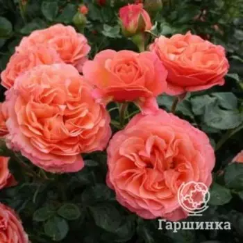 Роза Корал Желе, Питомник Розы Фокино