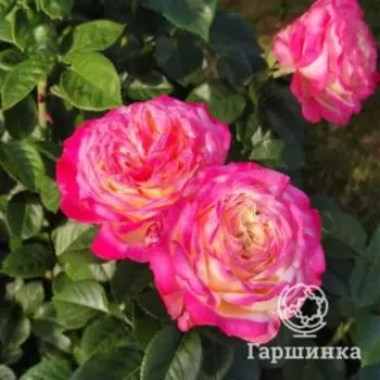 Роза Кордес Юбилей чайно-гибридная