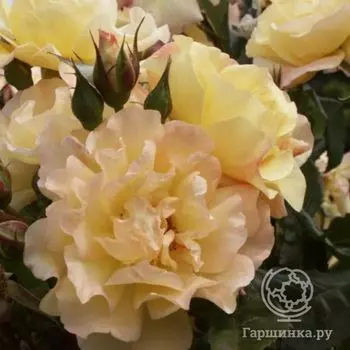 Роза Кордес Мунлайт, Кордес