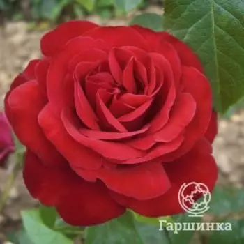 Роза Коррида чайно-гибридная, Питомник роз Королева Роза