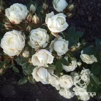 Роза Корснода