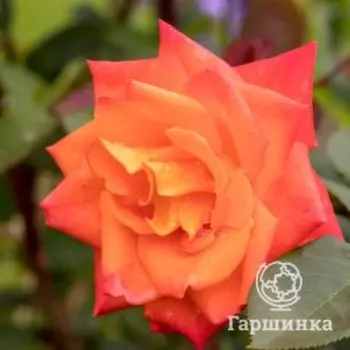 Роза Корвет