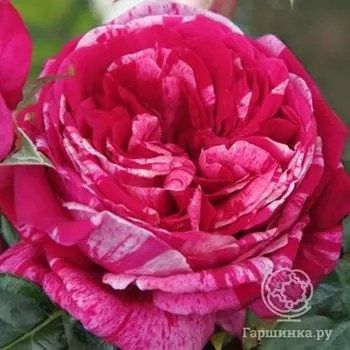 Роза Крейзи Фэшн, Гийо